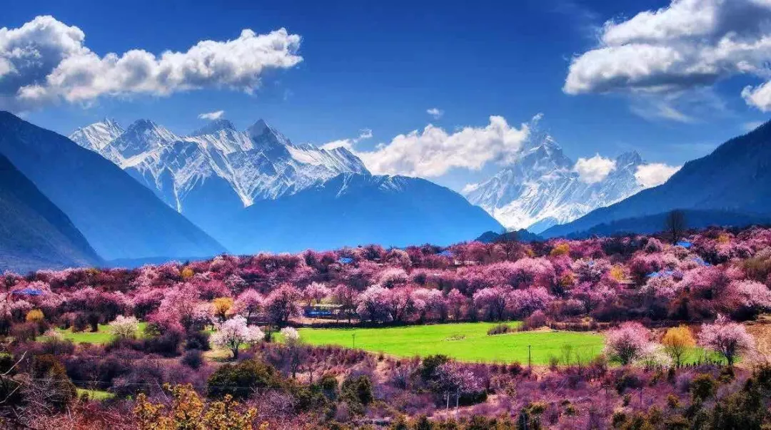 25、桃花村1.png